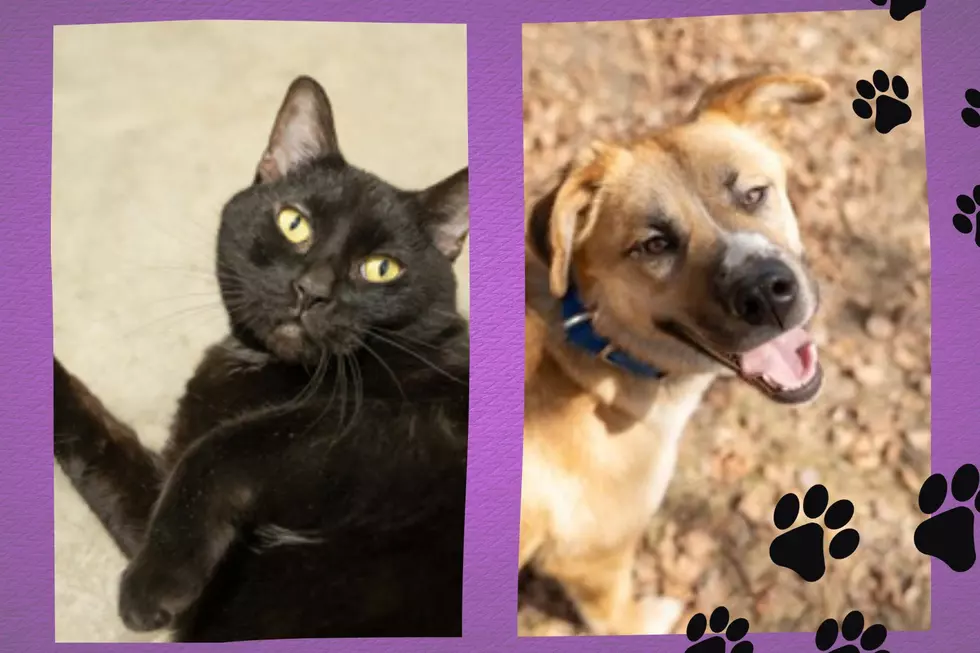 Give Jupiter And Riley A Second Chance: Adopt Your New Pet Today