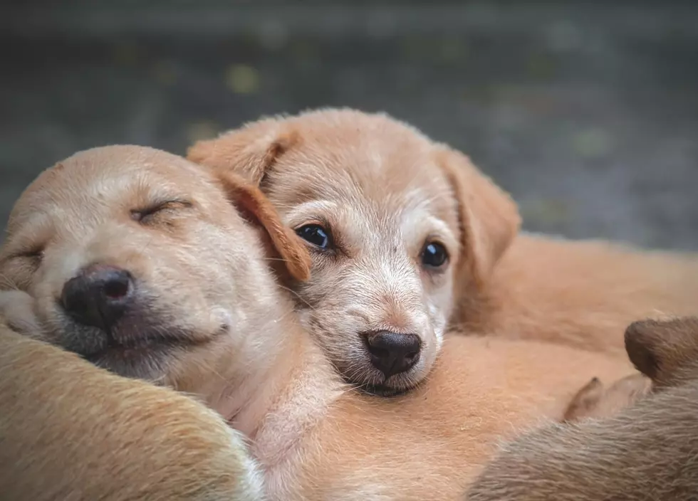 Pets in Minnesota – Here’s Why Dogs are the Best Destressers